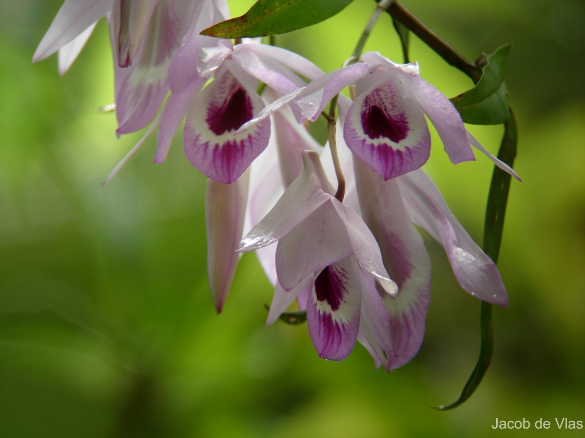 Dendrobium maccarthiae Thwaites